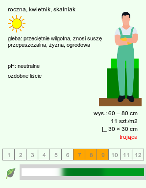 wymagania uprawowe Euphorbia marginata (wilczomlecz obrzeżony)