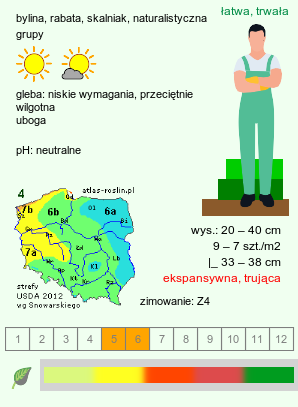 wymagania uprawowe Euphorbia cyparissias (wilczomlecz sosnka)