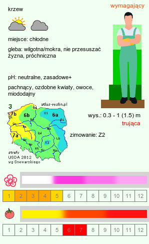 wymagania uprawowe Daphne mezereum (wawrzynek wilczełyko)