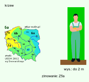 wymagania uprawowe Shepherdia argentea (szeferdia srebrzysta)