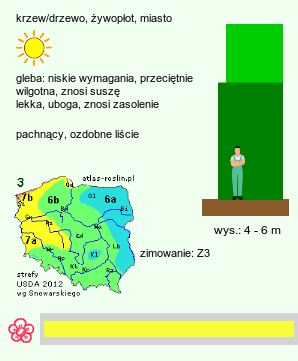 wymagania uprawowe Elaeagnus angustifolia (oliwnik wąskolistny)