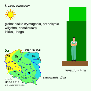 wymagania uprawowe Elaeagnus umbellata (oliwnik baldaszkowaty)