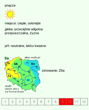 wymagania uprawowe Actinidia melanandra (aktinidia czarnopręcikowa)