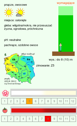 wymagania uprawowe Schisandra chinensis (cytryniec chiński)