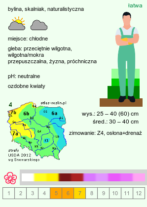 wymagania uprawowe Primula meadia (bożykwiat Meada)