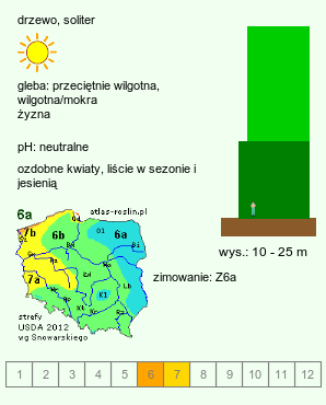 wymagania uprawowe Liriodendron tulipifera (tulipanowiec amerykański)