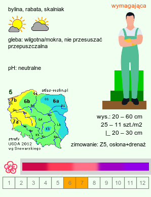 wymagania uprawowe Primula viali (pierwiosnek Viala)