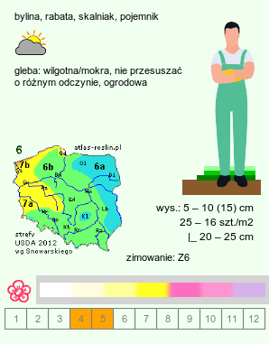 wymagania uprawowe Primula vulgaris (pierwiosnek bezłodygowy)