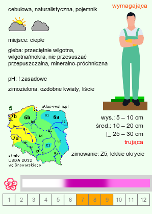 wymagania uprawowe Cyclamen purpurascens (cyklamen purpurowy)