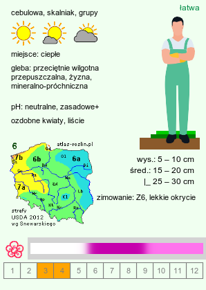 wymagania uprawowe Cyclamen coum (cyklamen dyskowaty)