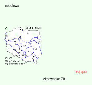 wymagania uprawowe Cyclamen persicum (cyklamen perski)