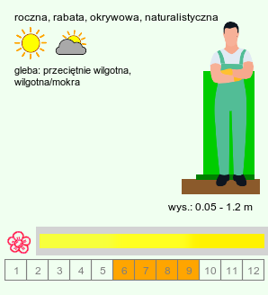 wymagania uprawowe Lysimachia (tojeść)