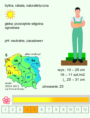 wymagania uprawowe Primula veris (pierwiosnek lekarski)