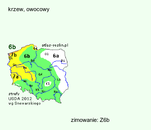 wymagania uprawowe Asimina triloba (urodlin trójłatkowy)