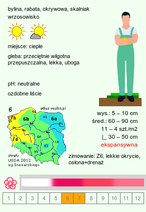 wymagania uprawowe Acaena microphylla (acena drobnolistna)