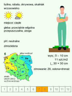 wymagania uprawowe Acaena inermis (acena bezbronna)