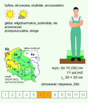 wymagania uprawowe Acaena magellanica (acena wielkopręcikowa)