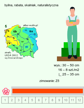 wymagania uprawowe Geum coccineum (kuklik szkarłatny)