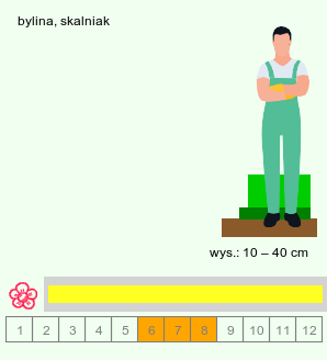 wymagania uprawowe Geum pyrenaicum (kuklik pirenejski)