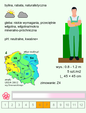 wymagania uprawowe Gillenia trifoliata (gillenia trójlistna)