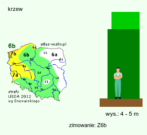 wymagania uprawowe Photinia villosa (głogownik kosmaty)