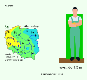 wymagania uprawowe Rhodotypos scandens (różowiec biały)