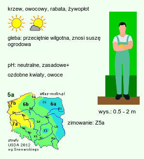 wymagania uprawowe Chaenomeles speciosa (pigwowiec okazały)