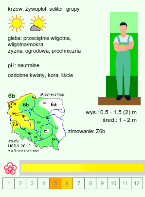 wymagania uprawowe Kerria japonica (złotlin japoński)