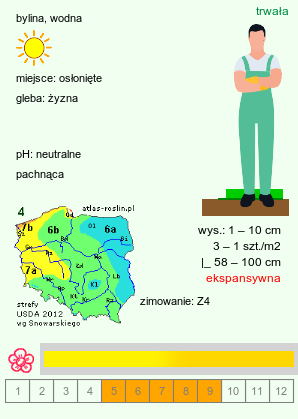 wymagania uprawowe Nuphar lutea (grążel żółty)