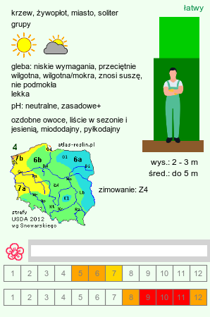 wymagania uprawowe Physocarpus opulifolius (pęcherznica kalinolistna)