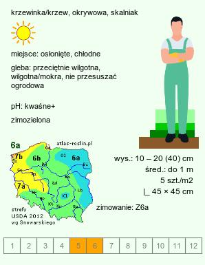 wymagania uprawowe Cotoneaster radicans (irga Dammera odm. rozesłana)