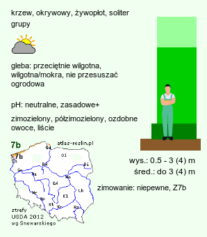 wymagania uprawowe Cotoneaster salicifolius (irga wierzbolistna)