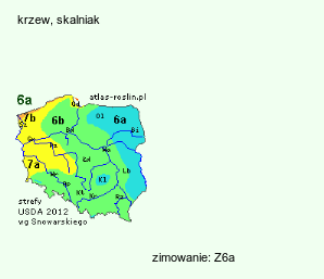 wymagania uprawowe Cotoneaster nan-shan (irga wczesna)