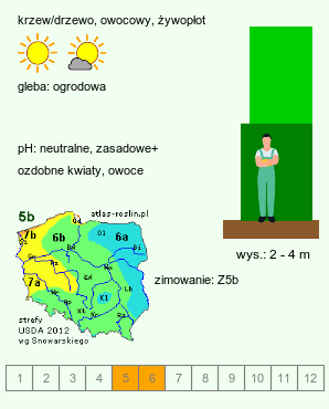 wymagania uprawowe Cydonia oblonga (pigwa pospolita)