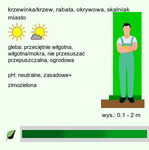 wymagania uprawowe Cotoneaster (irga)