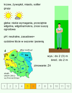 wymagania uprawowe Cotoneaster lucidus (irga błyszcząca)