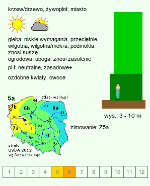 wymagania uprawowe Crataegus (głóg)