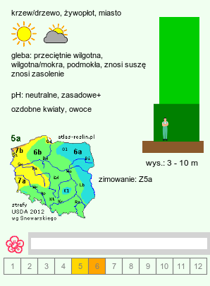 wymagania uprawowe Crataegus monogyna (głóg jednoszyjkowy)