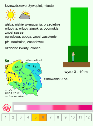 wymagania uprawowe Crataegus laevigata (głóg dwuszyjkowy)