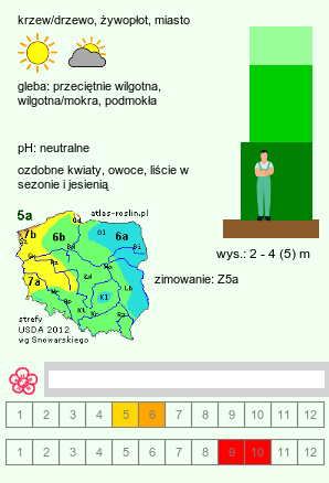 wymagania uprawowe Crataegus persimilis cv. Splendens (głóg śliwolistny 'Splendens')