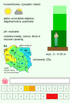 wymagania uprawowe Crataegus persimilis ‘Splendens’ (głóg śliwolistny 'Splendens')