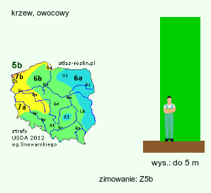 wymagania uprawowe Mespilus germanica (nieszpułka zwyczajna)