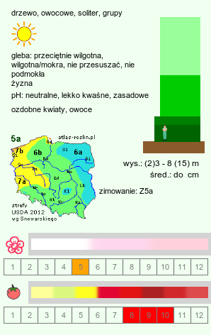 wymagania uprawowe Malus domestica (jabłoń domowa)