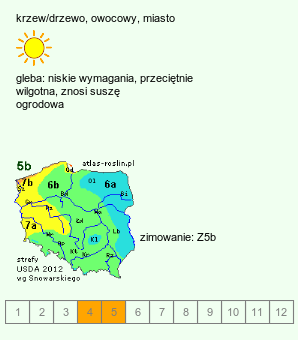 wymagania uprawowe Prunus (śliwa)