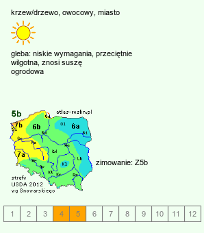 wymagania uprawowe Prunus s.l. (śliwa)