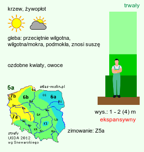 wymagania uprawowe Prunus spinosa (śliwa tarnina)