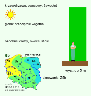 wymagania uprawowe Prunus cerasifera (śliwa wiśniowa)