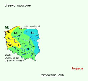 wymagania uprawowe Prunus domestica (śliwa domowa)