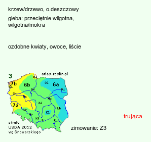 wymagania uprawowe Padus avium (czeremcha zwyczajna)