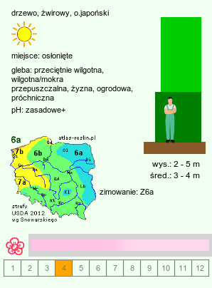 wymagania uprawowe Prunus subhirtella (wiśnia różowa)